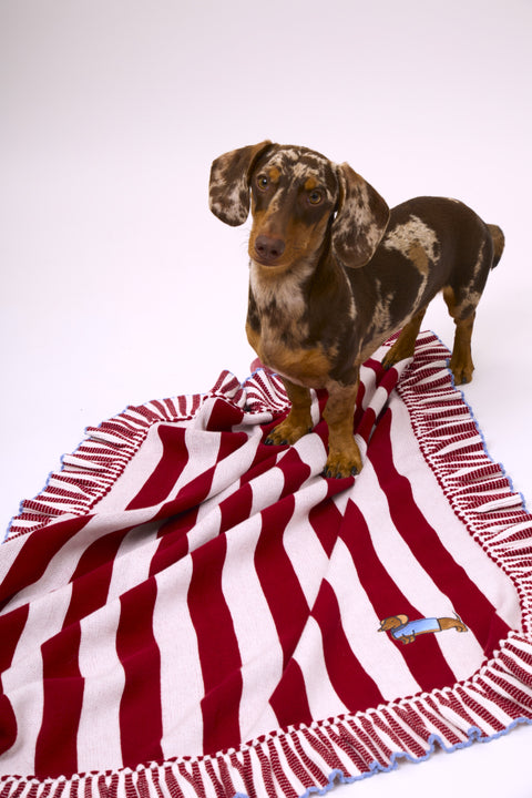 Manta 100% algodón - Funny Teckel Stripes